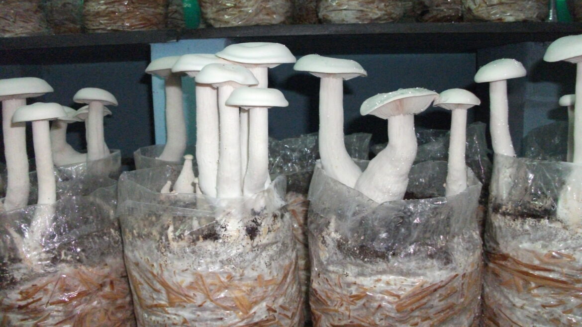 Mushroom culture development & spawn production